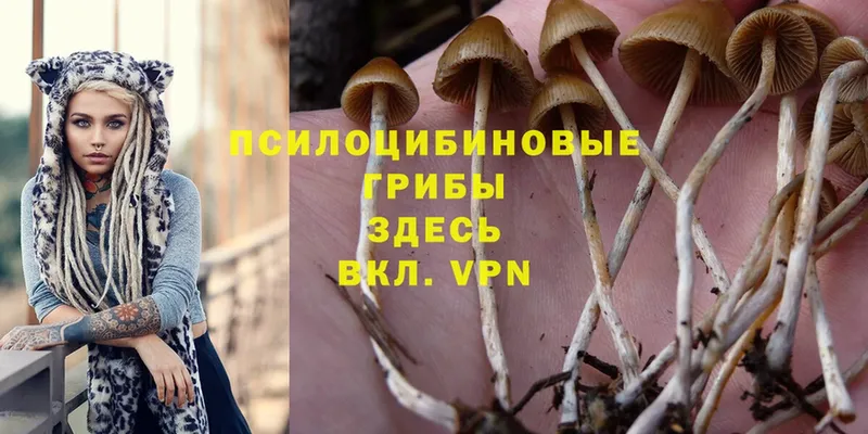 наркота  Алейск  omg сайт  Галлюциногенные грибы Psilocybine cubensis 